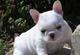 Lindo cachorros bulldog frances