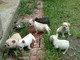 Regalo afectuoso cachorros bulldog francés - Foto 1