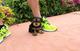 Regalo Cachorros yorkshire terrier mini toy con pedigree - Foto 1