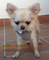 Ropa para Perros Chihuahua y razas pequeñas - Foto 1