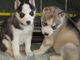 Siberian husky cachorros sanos para nuevas viviendas