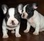 Ternura cachorros bulldog francés para casas buenas - Foto 1