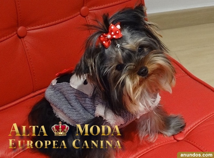 Ropa para Perros, para Yorkie Alonsotegi