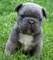 Bulldog frances camada ¡ aprovecha, baratos!