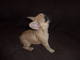 Cachorros bulldog francés disponibles para adopción - Foto 1