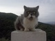 Gato persa busca gatita persa - Foto 1