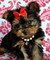 Hermosa pequeña Yorkie para adopción - Foto 1