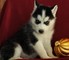 Husky siberiano cachorros disponibles para adopción