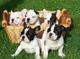 Inteligente y lindo cachorros de bulldog frances regalos, - Foto 1