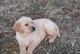Labrador perdiguero cachorros disponibles para adopción - Foto 1