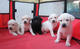 Labradores preciosa camada de cachorros en oferta - Foto 1