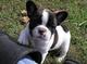 Obediente y saludable bulldog francés para adopción - Foto 1