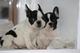 Regalo cachorritos bulldog francés con pedigree - Foto 1