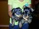 Regalo mini yorkshire terrier yorkie con pedigree - Foto 1