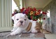 Regalos Bulldog Inglés cachorros disponibles para adopción - Foto 1