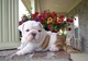 Regalos bulldog inglés cachorros disponibles para adopción