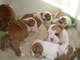 Adoptar cachorros de bulldog inglés - Foto 1