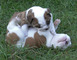Adoptar cachorros de bulldog inglés - Foto 2