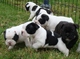 Cachorros de bulldog frances con un excelente temperamento