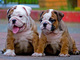 Gratis bulldog ingles cachorros compañia exposicion