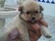 Se vende cachorritos lulu de pomerania - Foto 2