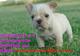 Preciosos cachorros de bulldog frances disponibles - Foto 1