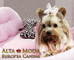 Ropa para yorkshire terrier