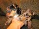 Yorkshire terrier tamaño pequeño - Foto 1