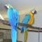 Tame macaw parrots, kea, cockatoo and amazon parrots