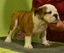 Vendemos estupendos cachorros de bulldog ingles,