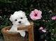 Bichon Maltes cachorros excelentes - Foto 1