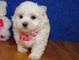 Cute Maltese puppy ready now - Foto 1