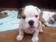 Gratis hermosa akc bulldog ingles cachorros disponibles