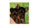 Regalo yorkshire terrier toy cachorros mini - Foto 1