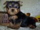 Regalo yorkshire terrier (yorkie) cachorros para la adopción