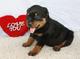 Adorables cachorros de rottweiler para la navidad