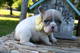 Bulldog Frances Cachorros muy preciosos - Foto 1