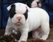 Cachorros bulldog frances 100€ iva inc