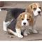Preciosa camada de beagle tricolor - Foto 1