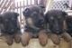 Cachorros de pastor aleman con pedigree (loe) - Foto 1