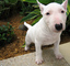 Compasivo cachorro de miniatura bull terrier