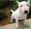 Compasivo cachorro de miniatura bull terrier