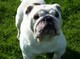 Impresionante inglés bulldog stud male venta