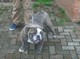 Kc reg azul carrier y chocolate tres cachorros portadores