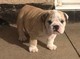 Kc Reg Bulldog Puppies Sealaville Biddle Lines - Foto 1