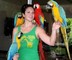 Azul y oro guacamayo, alexandrine, ringneck,