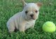 Bulldog Frances Fawm Negros Atigrados - Foto 1