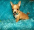 Cachorro chihuahua Hermosa - Foto 2