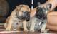 Cachorros bulldog frances