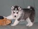 Cachorros husky siberiano compasivo - Foto 1